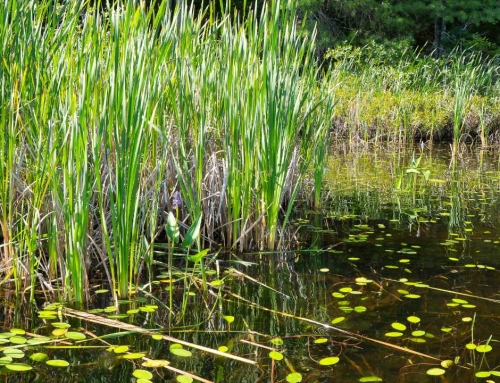 Phuket’s Last Wetland: Discover Mai Khao and Sirinat National Park