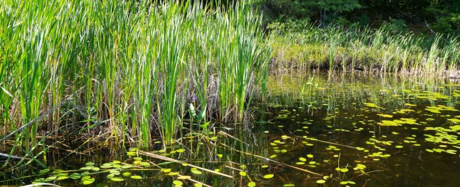 Natural Freshwater Wetland with Reeds and Lily Pads