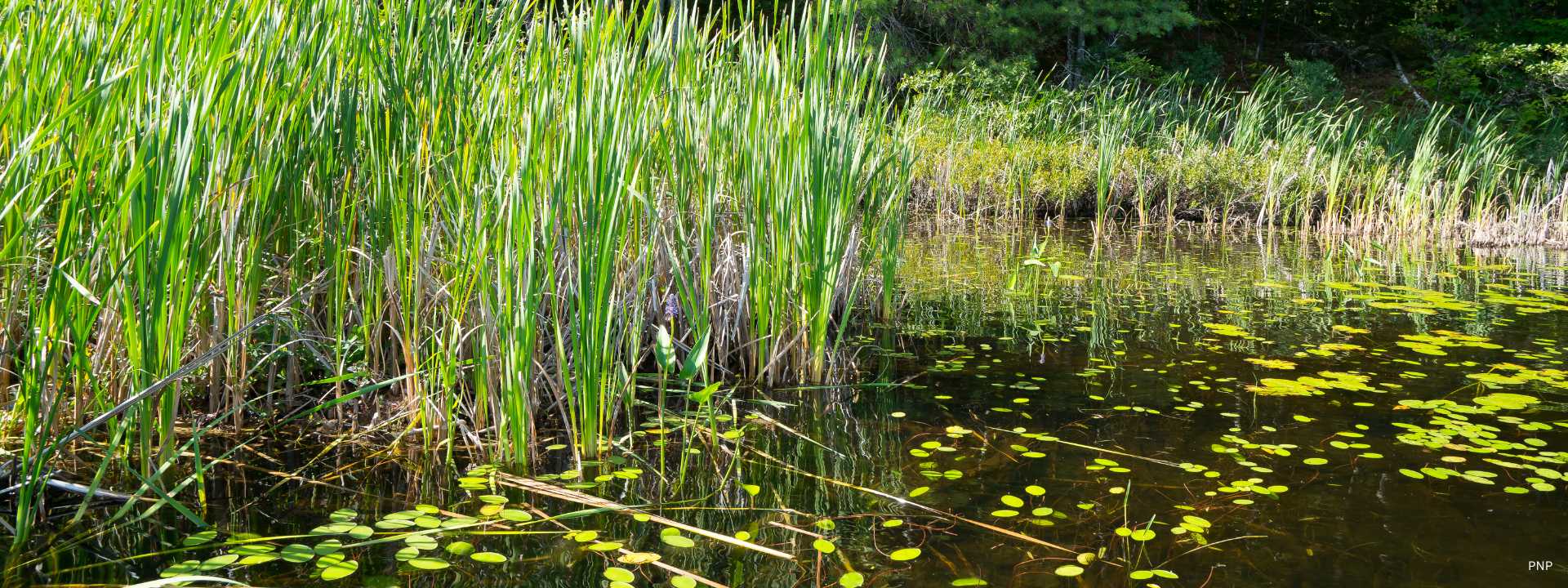 Natural Freshwater Wetland with Reeds and Lily Pads