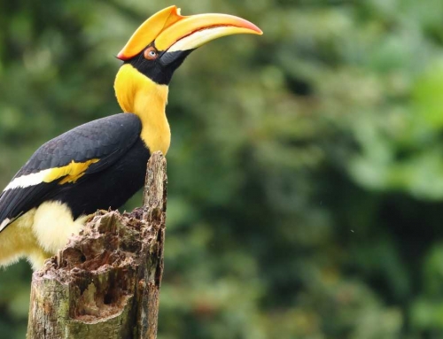 Why Phuket is an Ornithologist’s Dream Come True