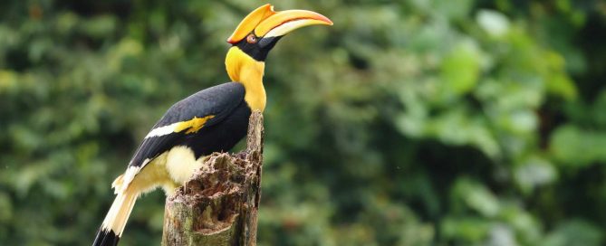 Great hornbill perched on a tree stump in a tropical rainforest