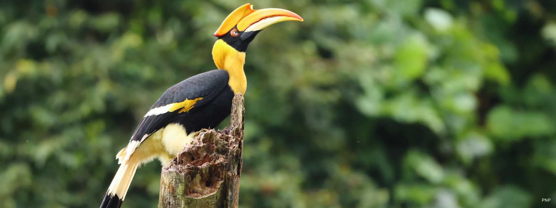Great hornbill perched on a tree stump in a tropical rainforest