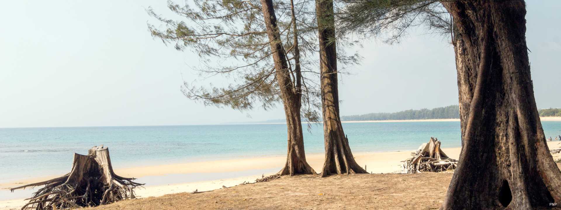 Coastal trees and open beach at Nai Yang in Phuket, reflecting the area’s protected and low-density shoreline.