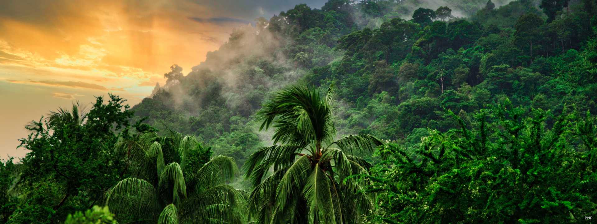 Lush tropical forest and hillside vegetation in Phuket with mist rising at sunset