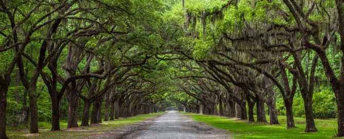 Tree-lined road forming a natural canopy in a quiet green landscape