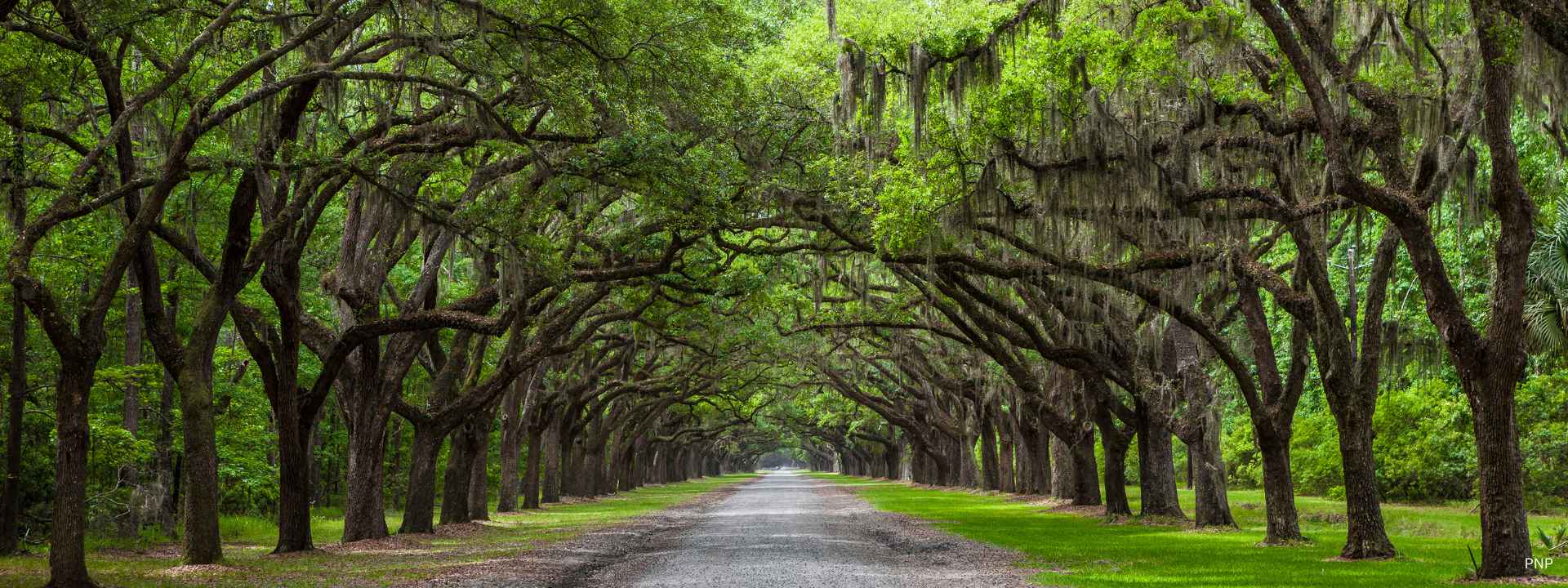 Tree-lined road forming a natural canopy in a quiet green landscape